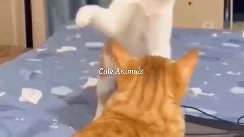 Funny Animals