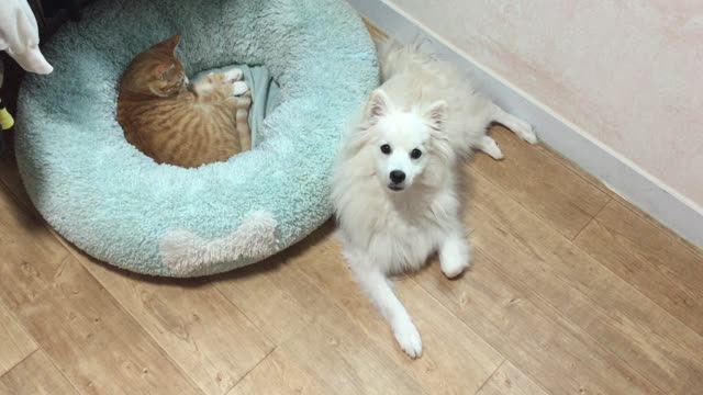 The cat stole the dog's cushion.