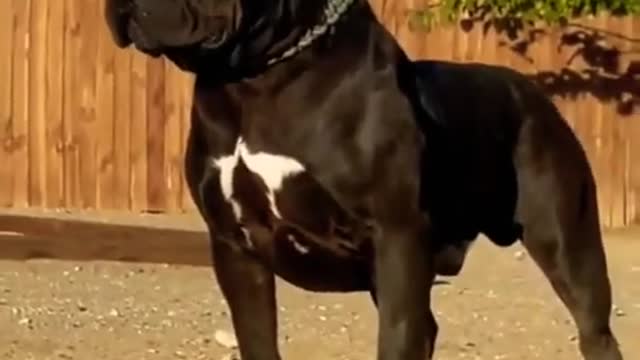 Black Pitbull dog training video