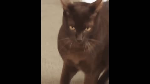 Cat versus dog gif video