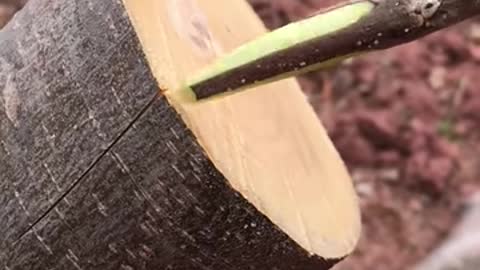 The whole tree grafting process in 15 seconds 🌳