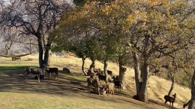 Morning deer feed