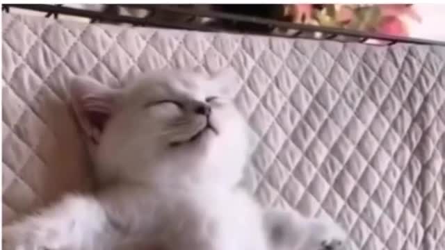 Funny cat sleeping video