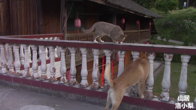 dog standing on fence