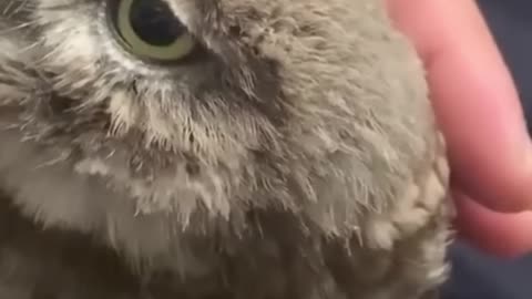 Best Funny Animal Videos Ever!