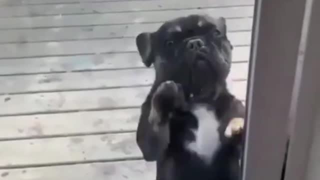 funny dog dancing