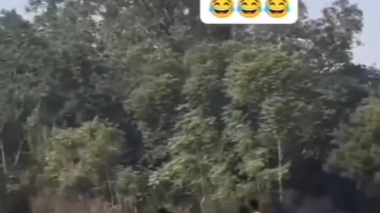 Funny animals