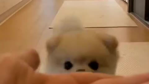 cute puppy funny moment 😍😭🐕#viral