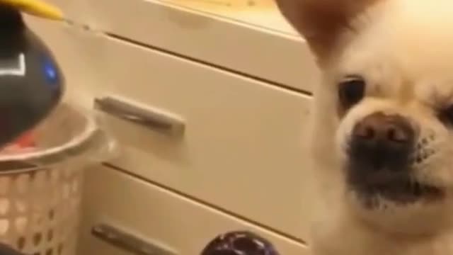 These Are Some Of Best Funny Dog Videos In 2021 Try Not To Laugh Funny Videos Cute Dog Video