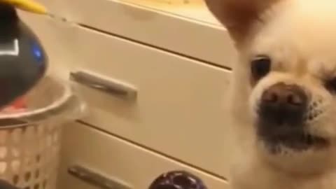 These Are Some Of Best Funny Dog Videos In 2021 Try Not To Laugh Funny Videos Cute Dog Video