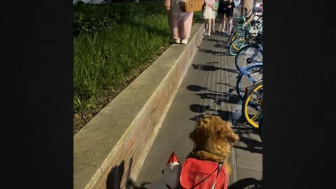 Why Did the Dog Become Terrified of the Street Vendor