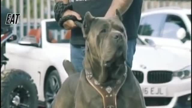 Cane Corso😠 _ Dangerous Dog Breed _ | Cutest Overloaded |