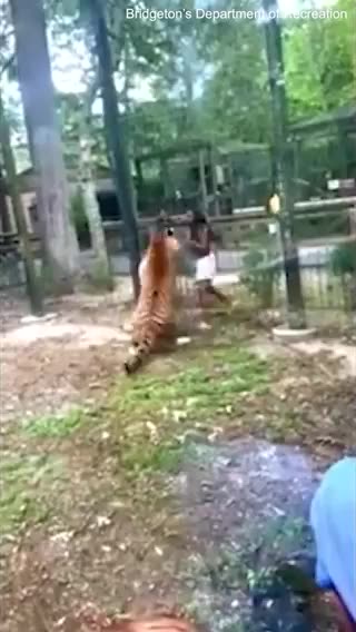 New Jersey woman on camera climbing over barrier at zoo in NJ to pet a 500-pound Bengal tiger