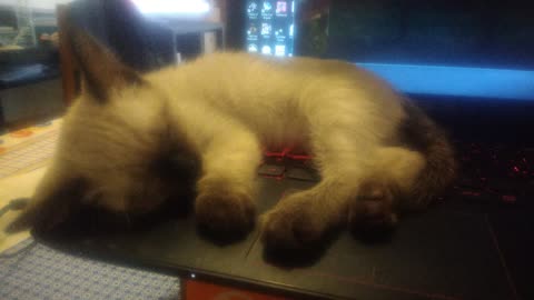 Tiny siamese kitten sleeps on hot laptop - Meimei is a cat on keyboard #shanmeigato