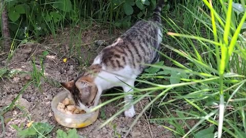 The gray cat chased the white cat and ate his food. Cute cats that don't get along.