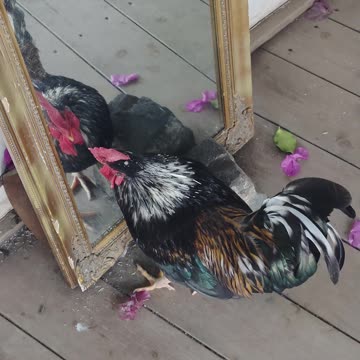 The Rooster Admires Itself In the Mirror!