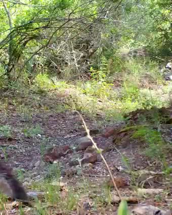 Ultimate Wild Animals Collection in 8K ULTRA HD / 8K TV