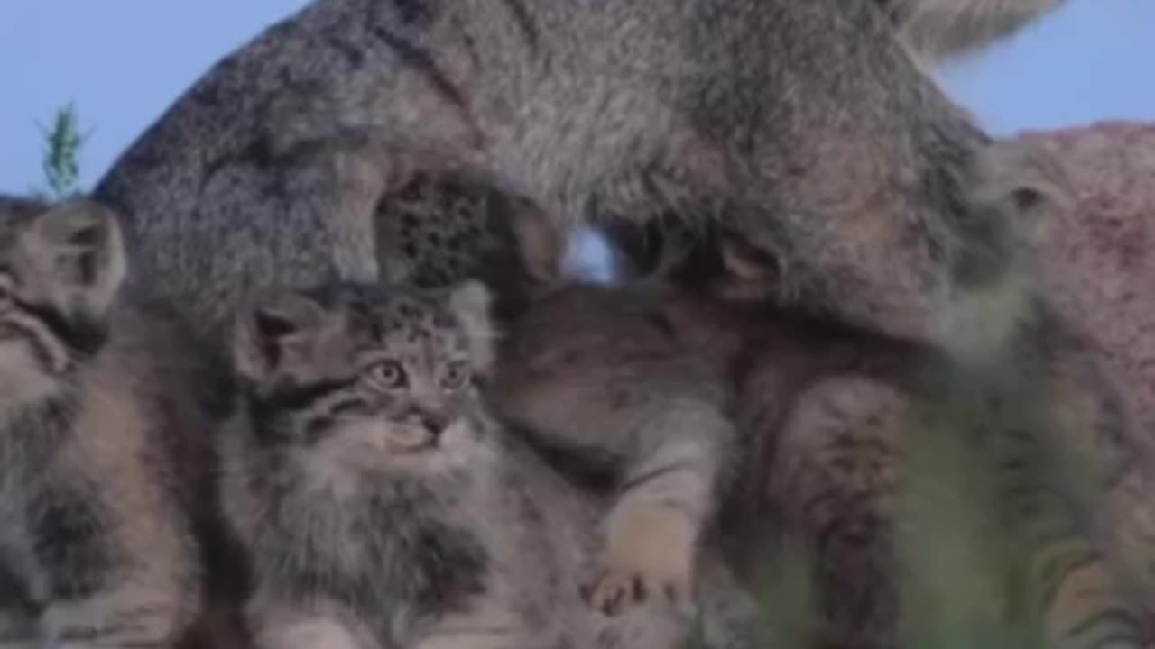 Pallas’ cat nursing her babies