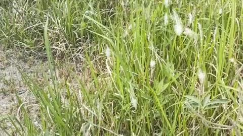 Green grass swaying freely in the breeze