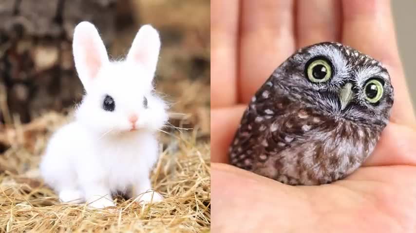 Cute Baby Animal Video Compilation | Cute Funny Animal Moments