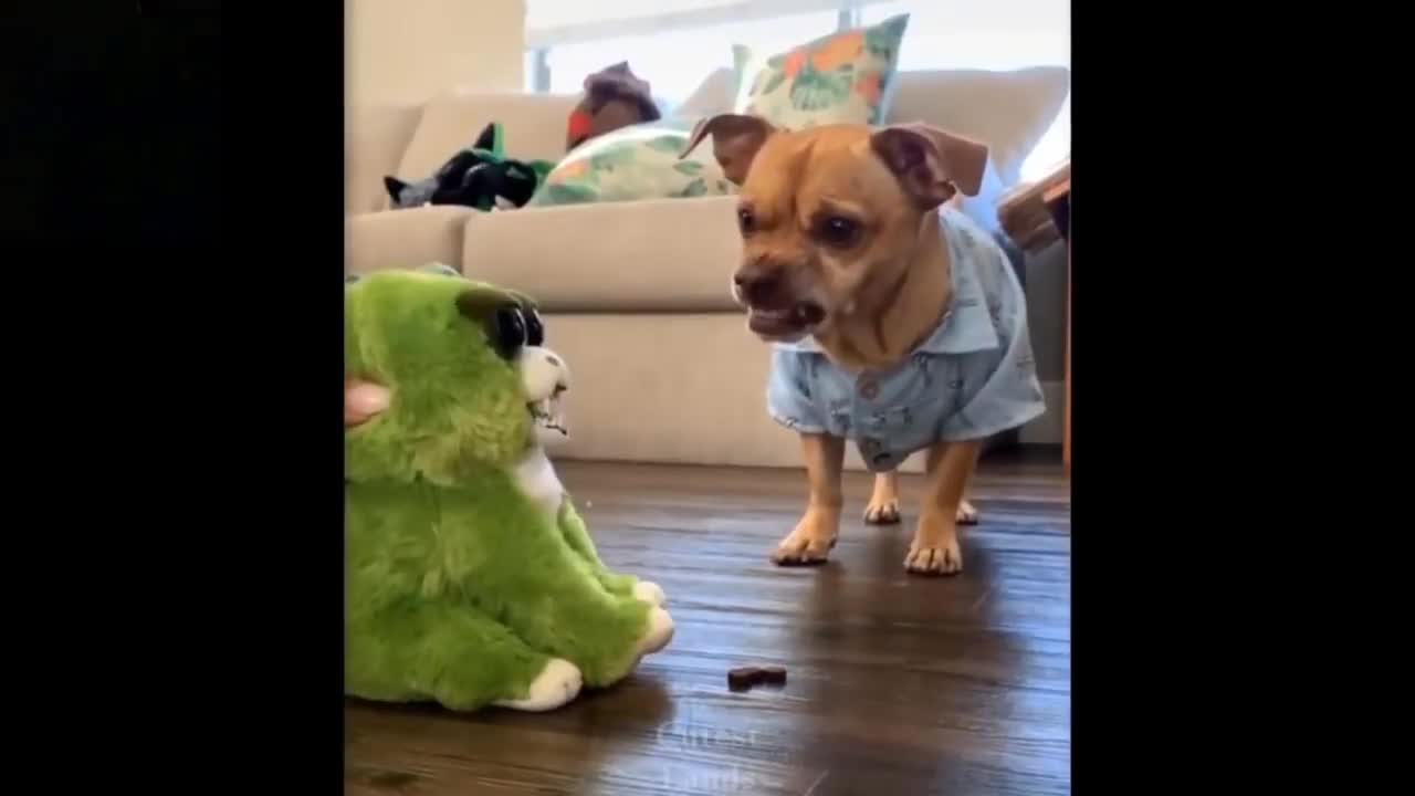 SMART AND FUNNY DOG VIDEOS