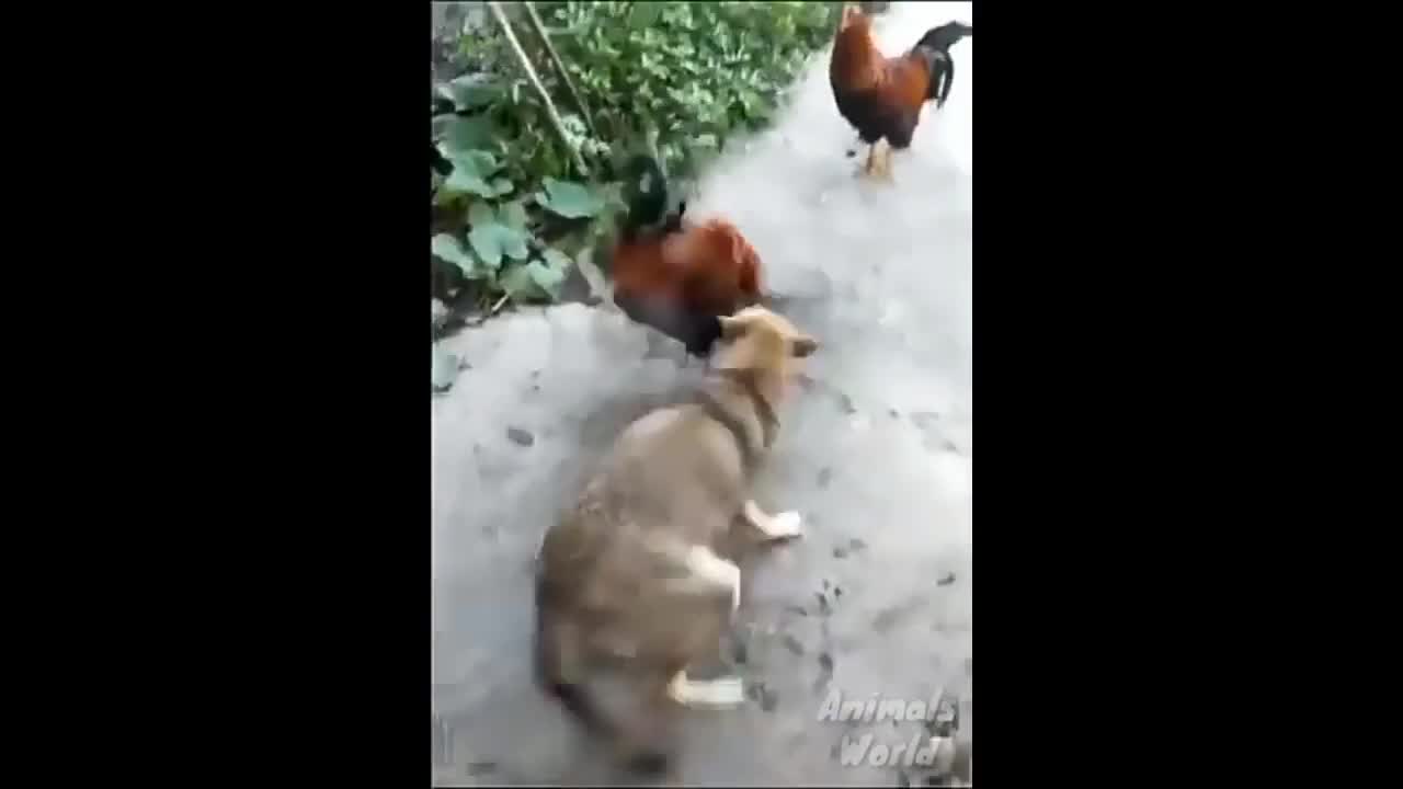 Funny And Cute Videos Chicken vs. Dog Compilation