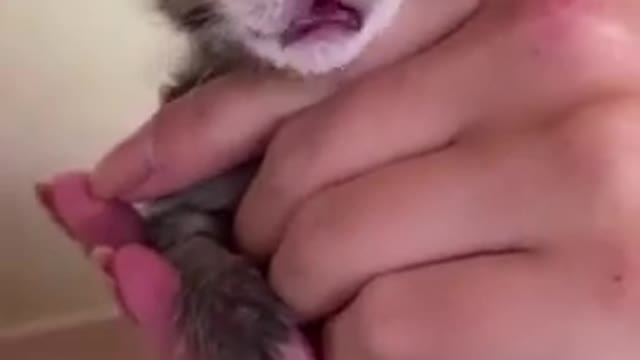 Funny cat video