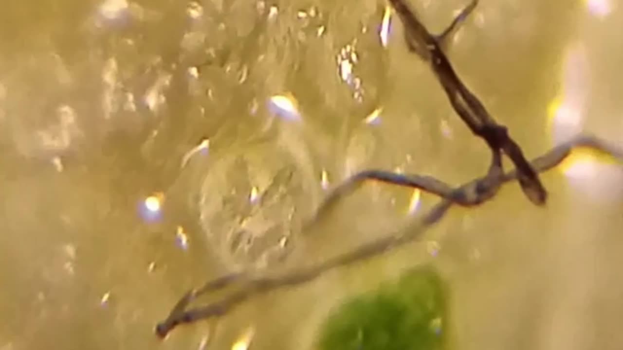 Sour Creme and Onion Chips / Microscopy / NanoTech in Products