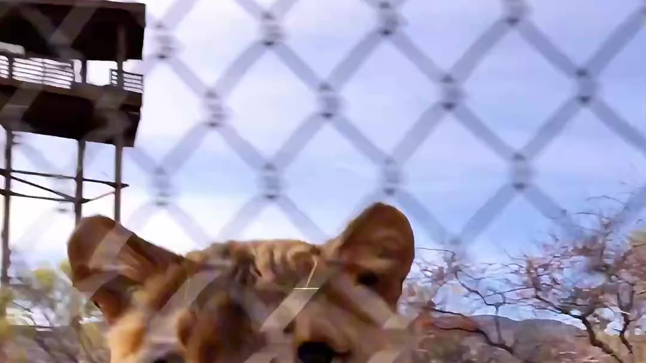 Lioness Chases Cameraman!