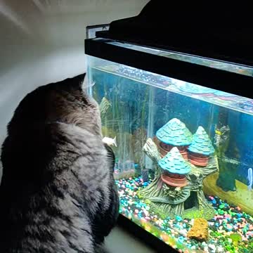 Rocky plays with fish