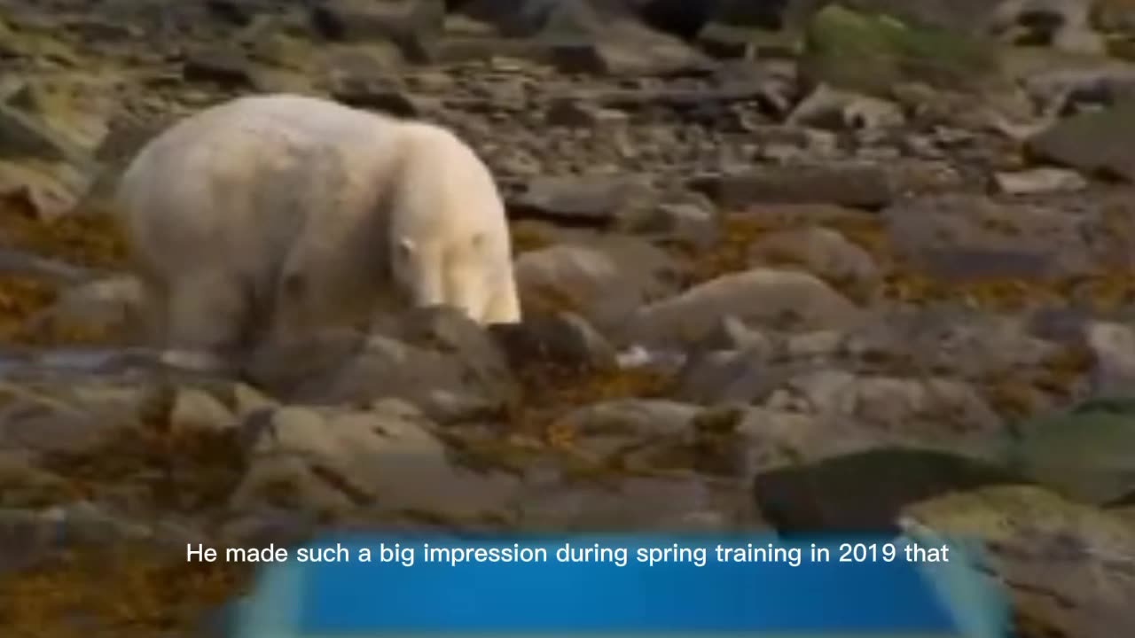 The history of polar bear