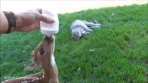 Baby Deer Fun | Jumping & Hopping