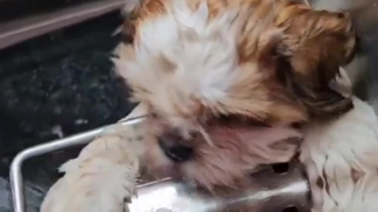 International pet professional groomer