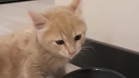 Adorable Baby Kitty Slurping! The Cutest Thing You'll See Today 😻