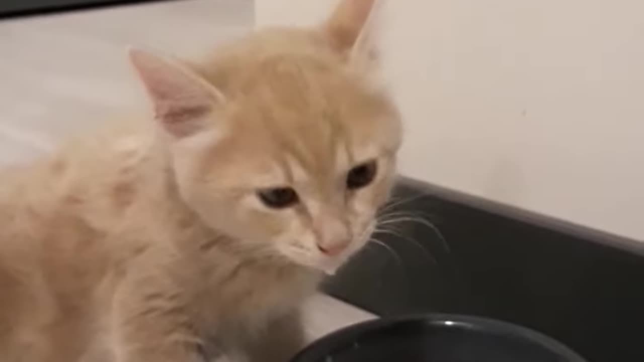 Adorable Baby Kitty Slurping! The Cutest Thing You'll See Today 😻