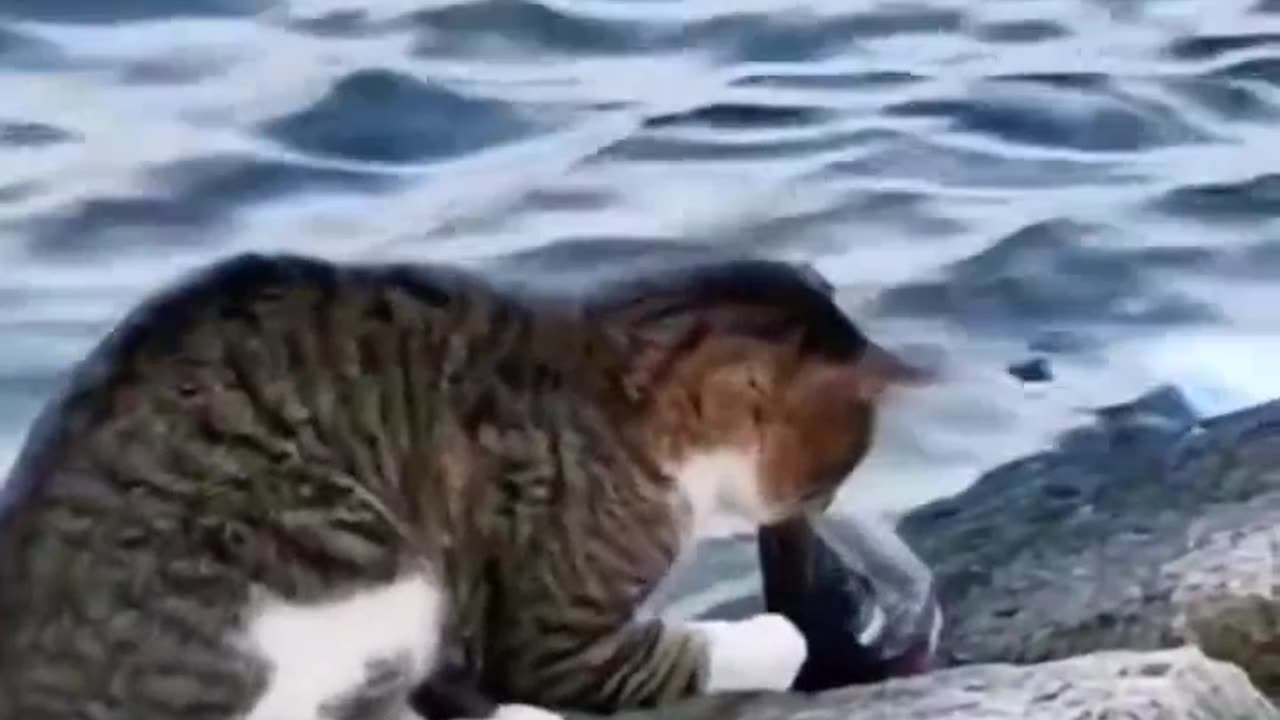 Cat got fish