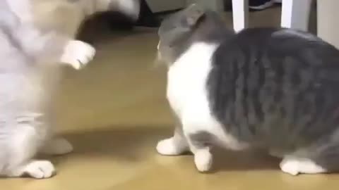 Cat funny fighting video