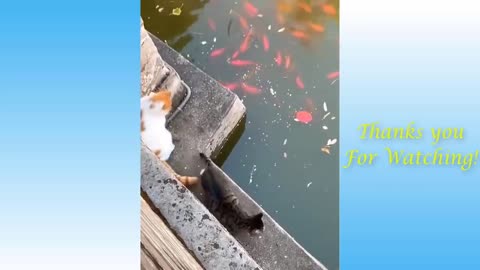 jump to jump