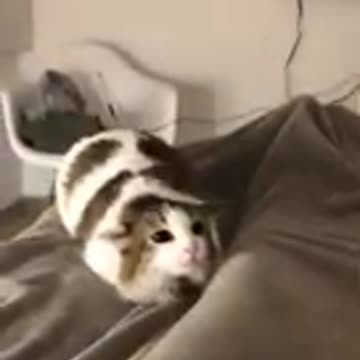 THE BEST FUNNY CAT VIDEOS OF THIS WEEK 😸Funniest Cats Moments ✪ Try Not To Laugh Challenge 😂