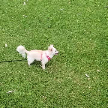 Gwenny at the park