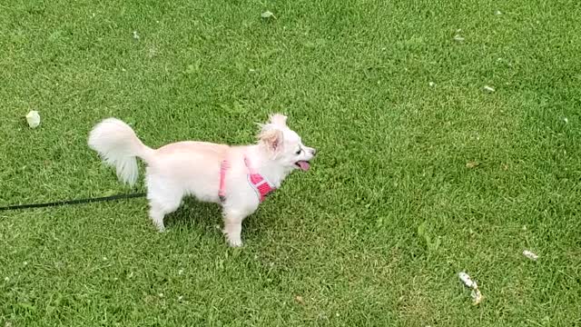 Gwenny at the park