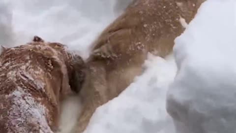 The puppy playing in the snow is cute