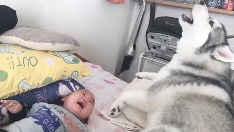 A dog sweetens the crying baby by howling