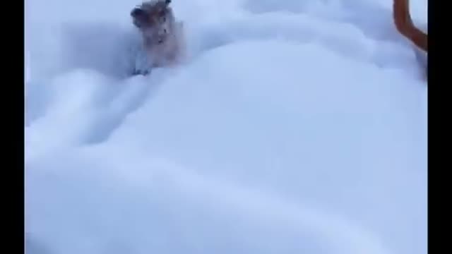 AWW CUTE BABY ANIMALS Videos Compilation Funniest and cutest moments of animals - OMG So Cute #19