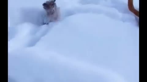 AWW CUTE BABY ANIMALS Videos Compilation Funniest and cutest moments of animals - OMG So Cute #19