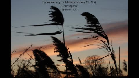 Tageslosung für Mittwoch, den 11. Mai
