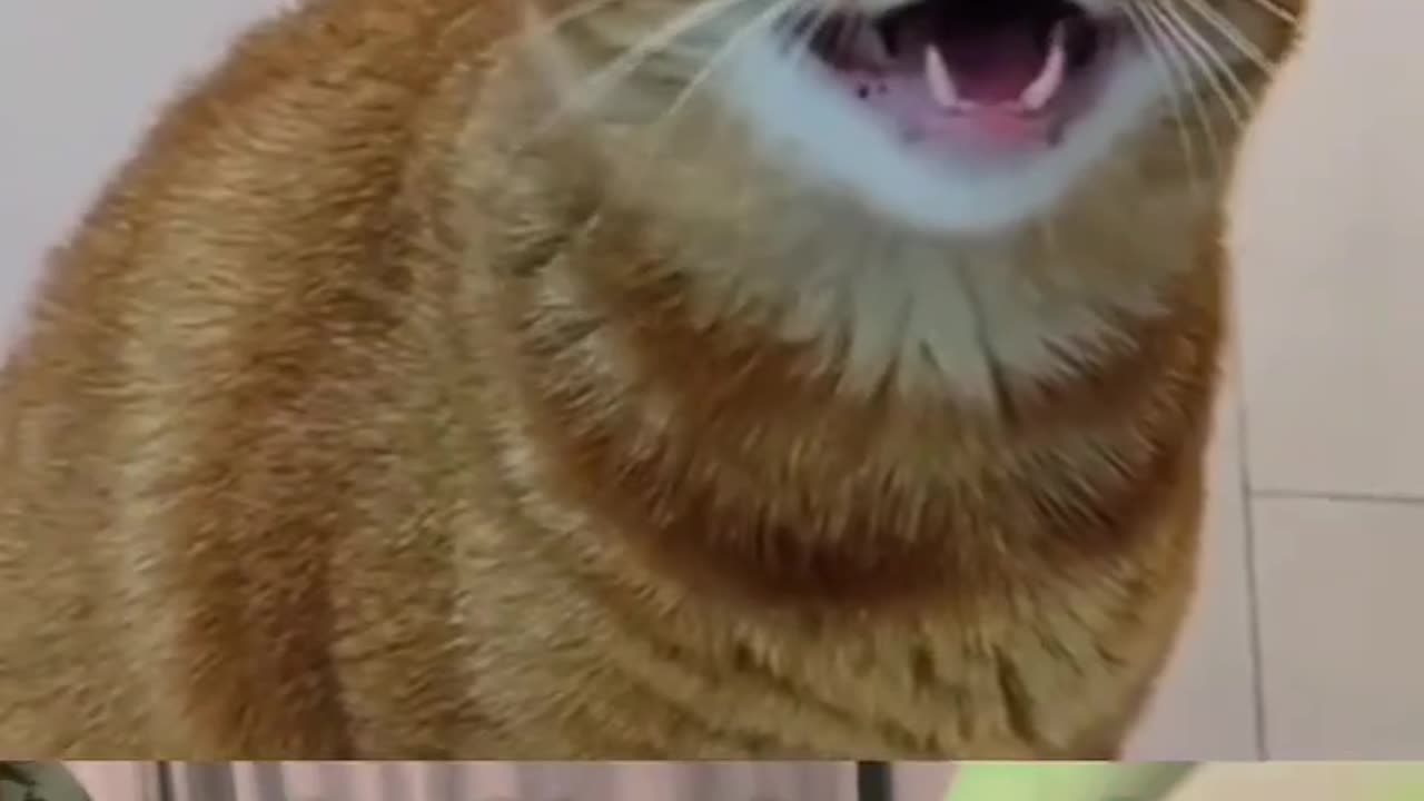 Awesome sync with lyrics !!!!