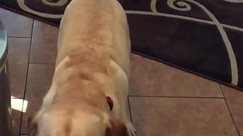 Tan dog catches treat in kitchen