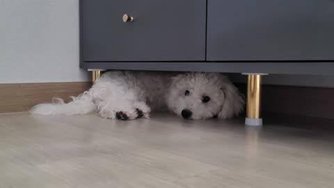 Hide puppy