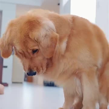 trapped me huu Who is more powerful #goldenretriever #pets #funny